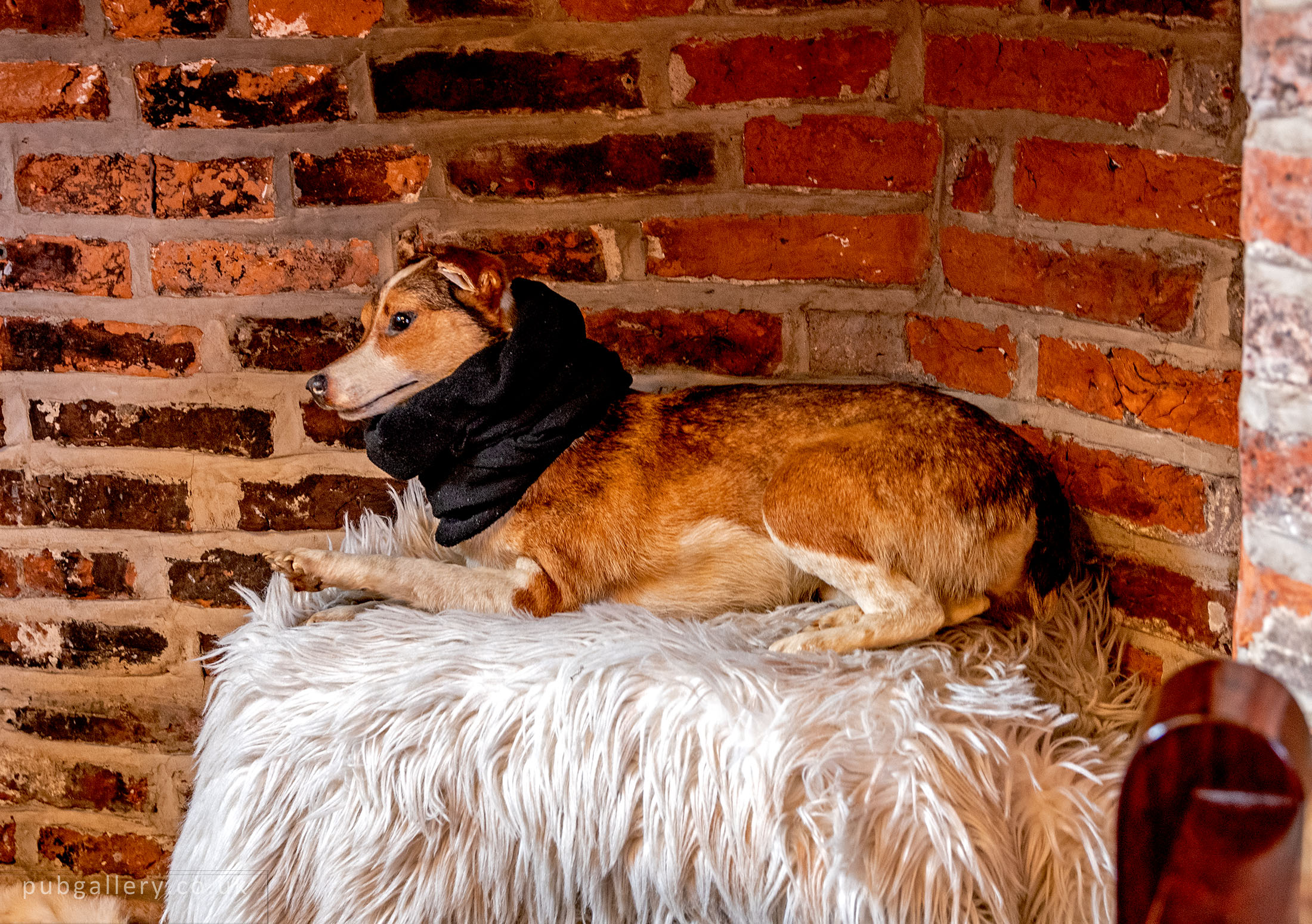 Stuffed dog in fireplace.  by D. Kennedy. Published on 